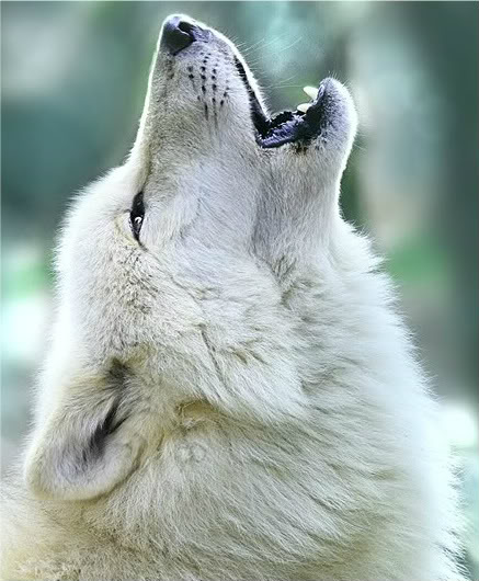 What wolf are you?
