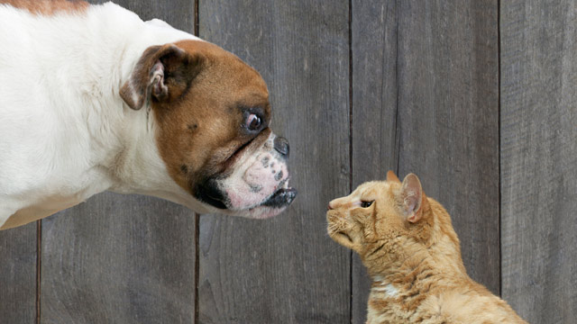 Are you a cat or dog person?