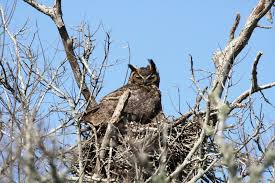 great horned owl