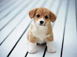 how stupid is YOUR dog?