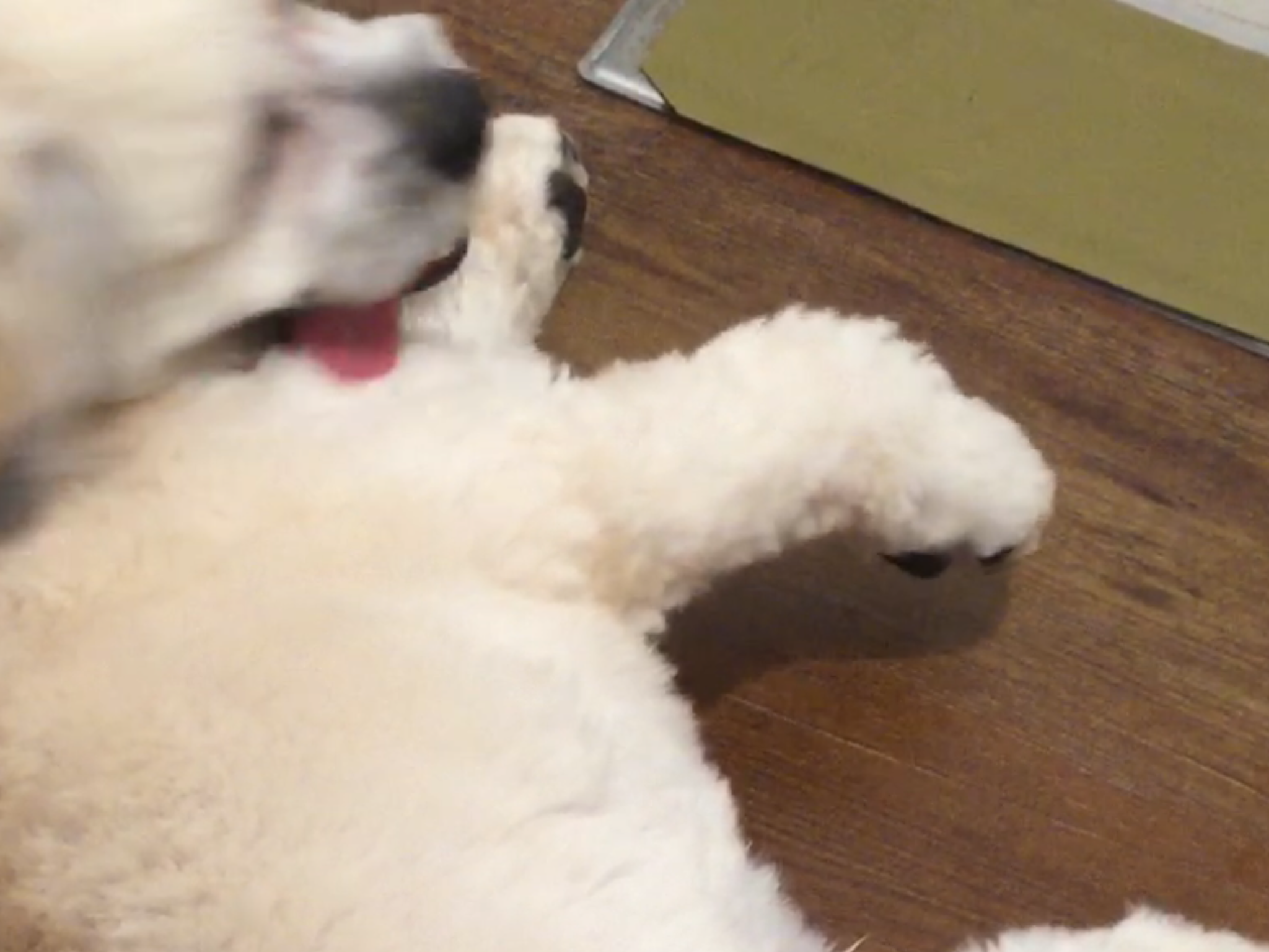 What animal are u