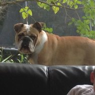 Ben jij een Engelse bulldog