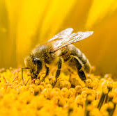 BEES