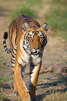 Hur mycket kan du av Tiger Tiger