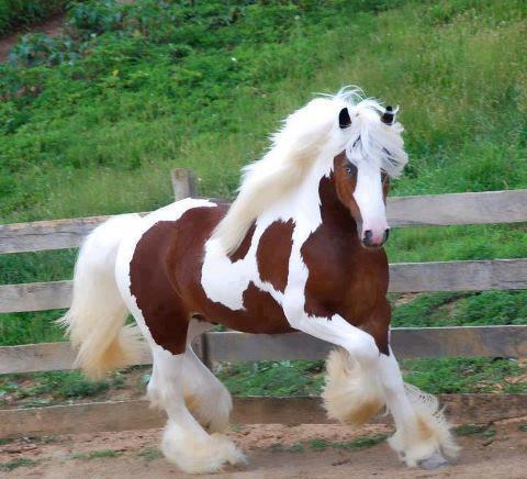 Horse Quiz