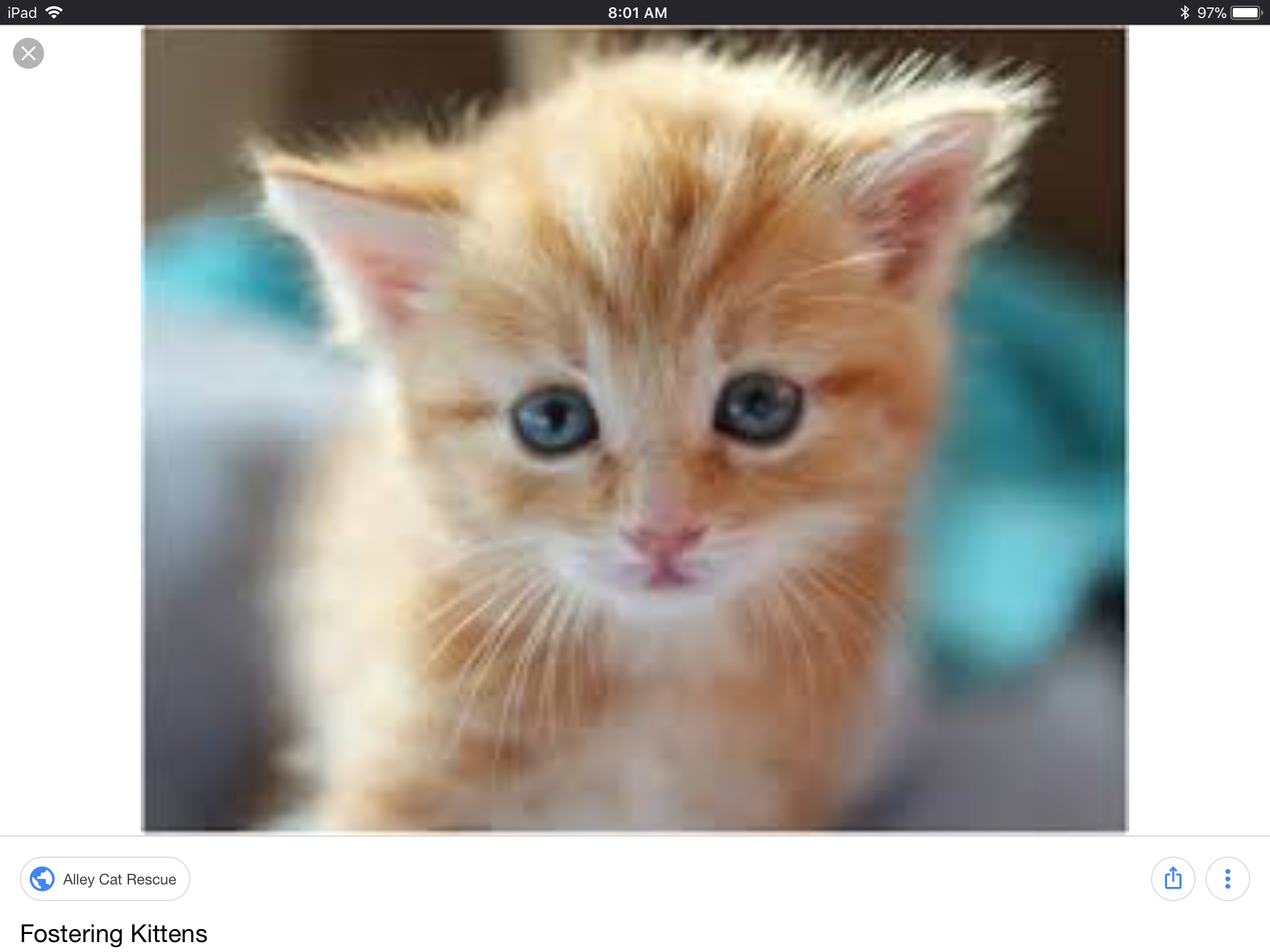 All about my Kittens