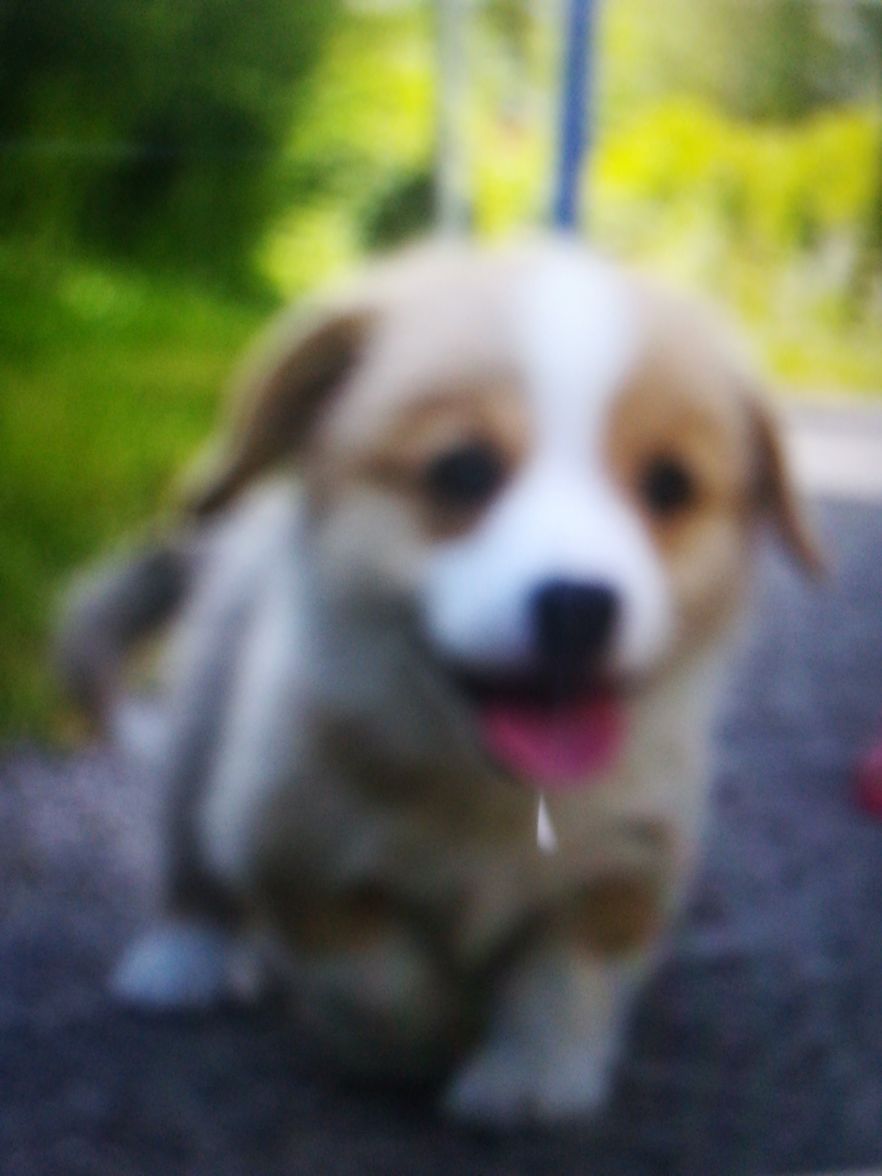 Är du redo att skaffa hund?