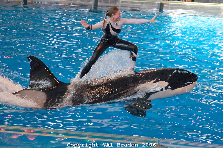 shamu