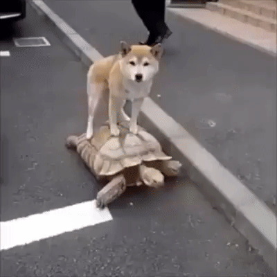 Hi