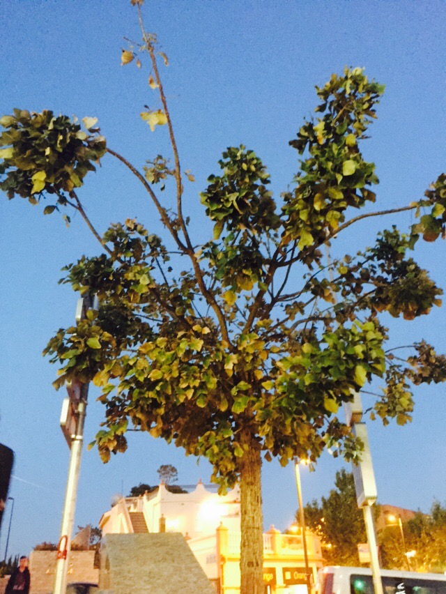 Pupertet testet