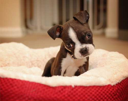 Should I get a dog