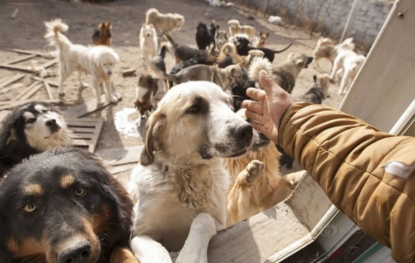 MILLIONS OF PUPPIES QUIZ
