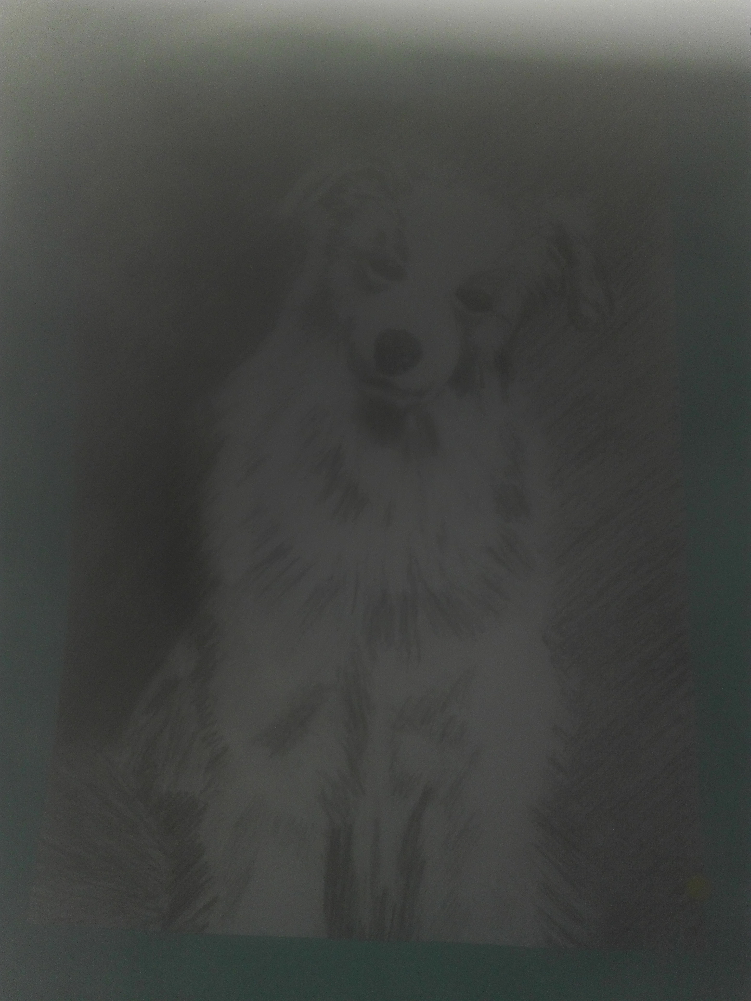 Wie gut kennst du Hunde
