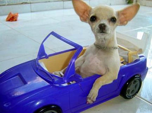 What dog breed are you?