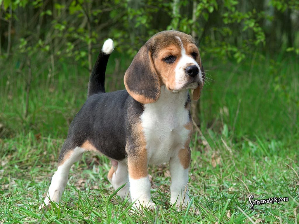 hundprov