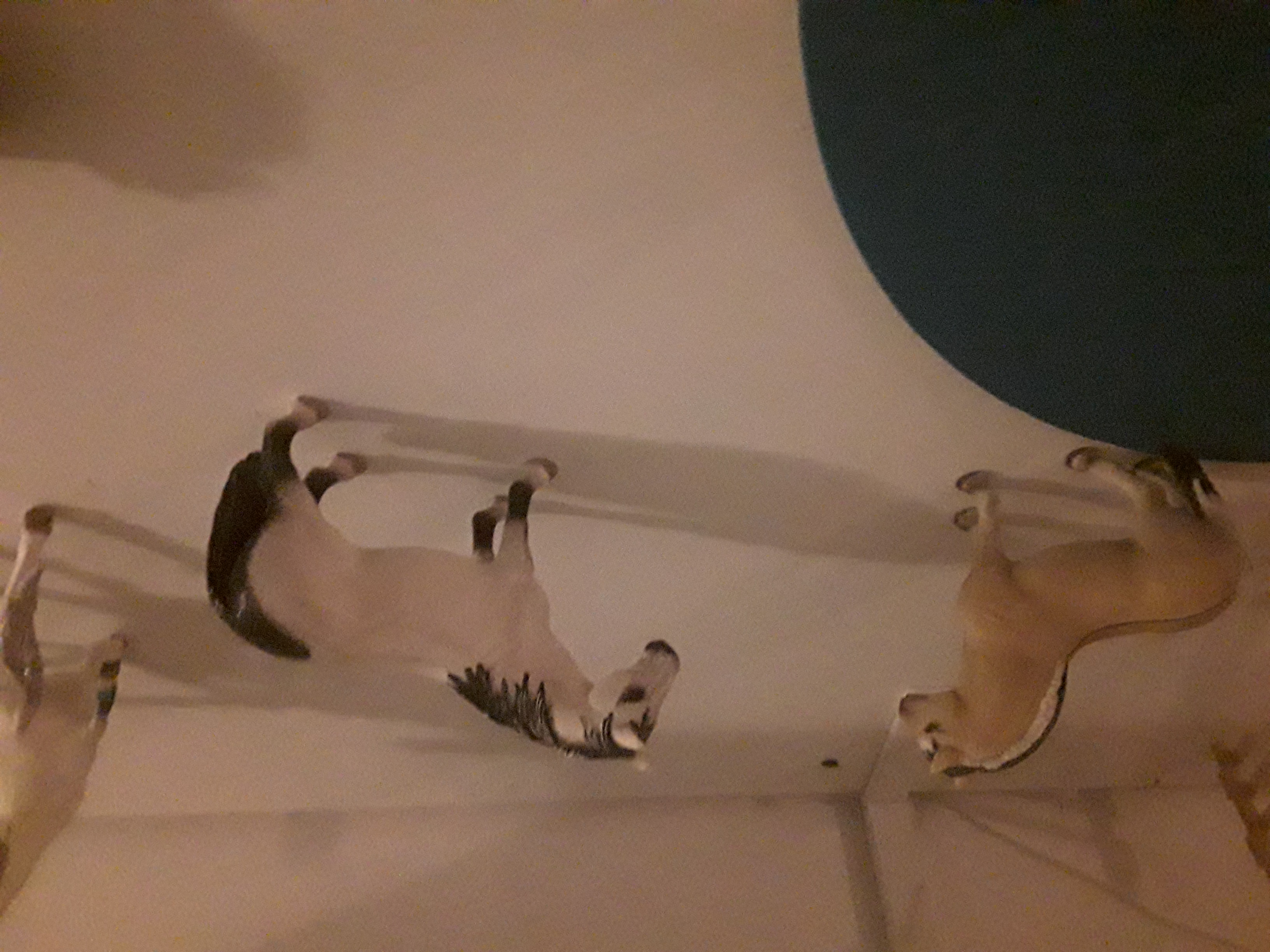 Vad kan du egentligen in hästar