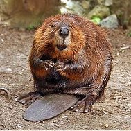 Are you into beavers?