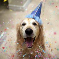 are you a party animal?