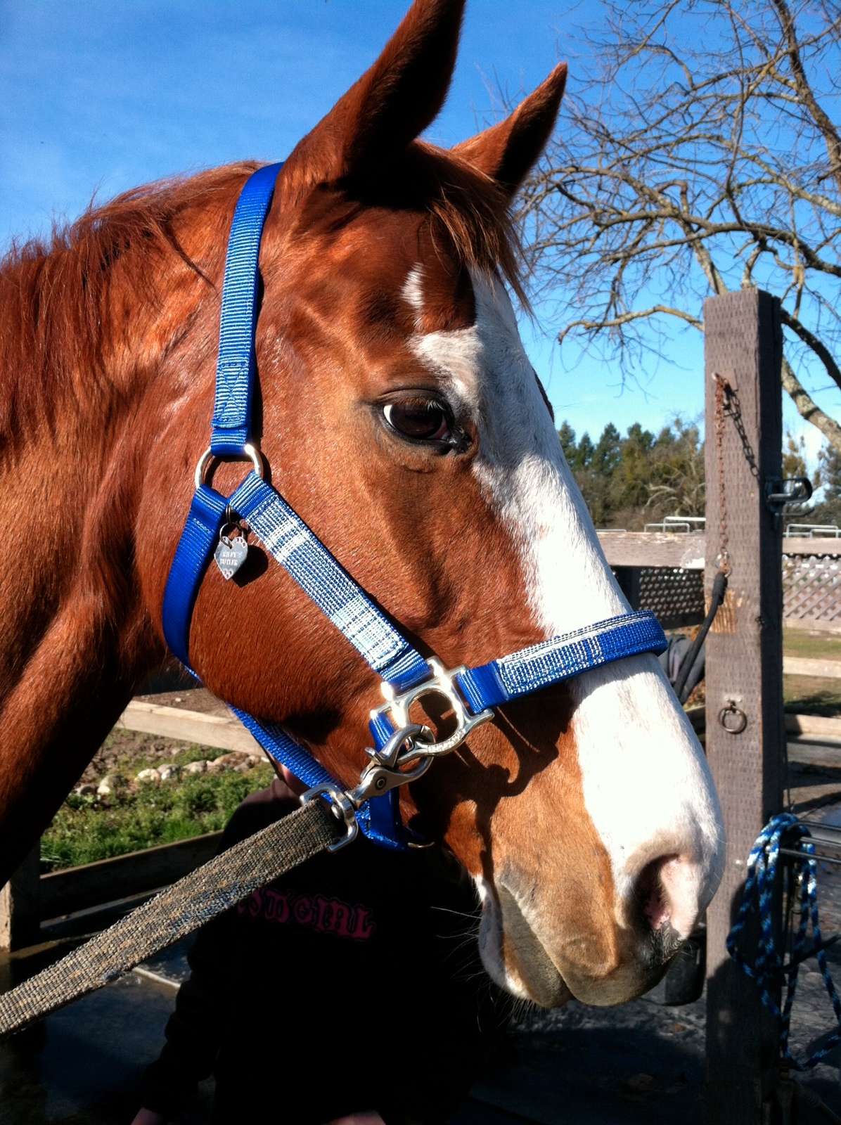 What type of horse should you get?
