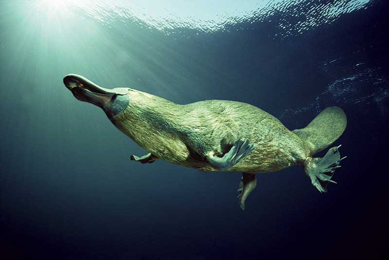 platypuses