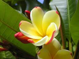 Science Botany Test Review