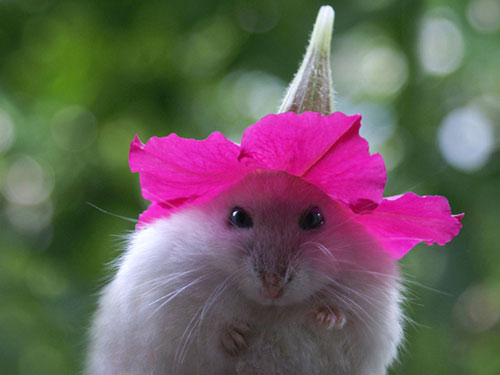 do you like hamsters