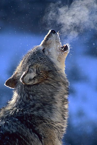 Were You A Wolf In Your Past Life?