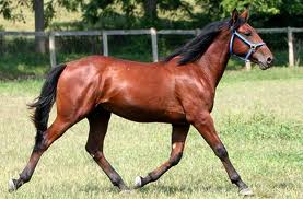 Horse Quiz