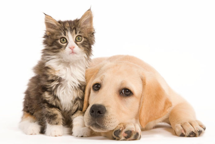Vilket djur är du?🐶🐱🐭🐹🐰