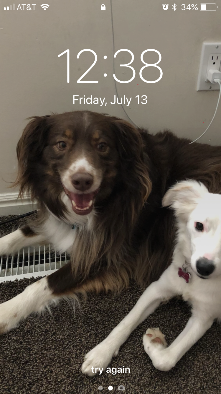 How well do you know my dogs