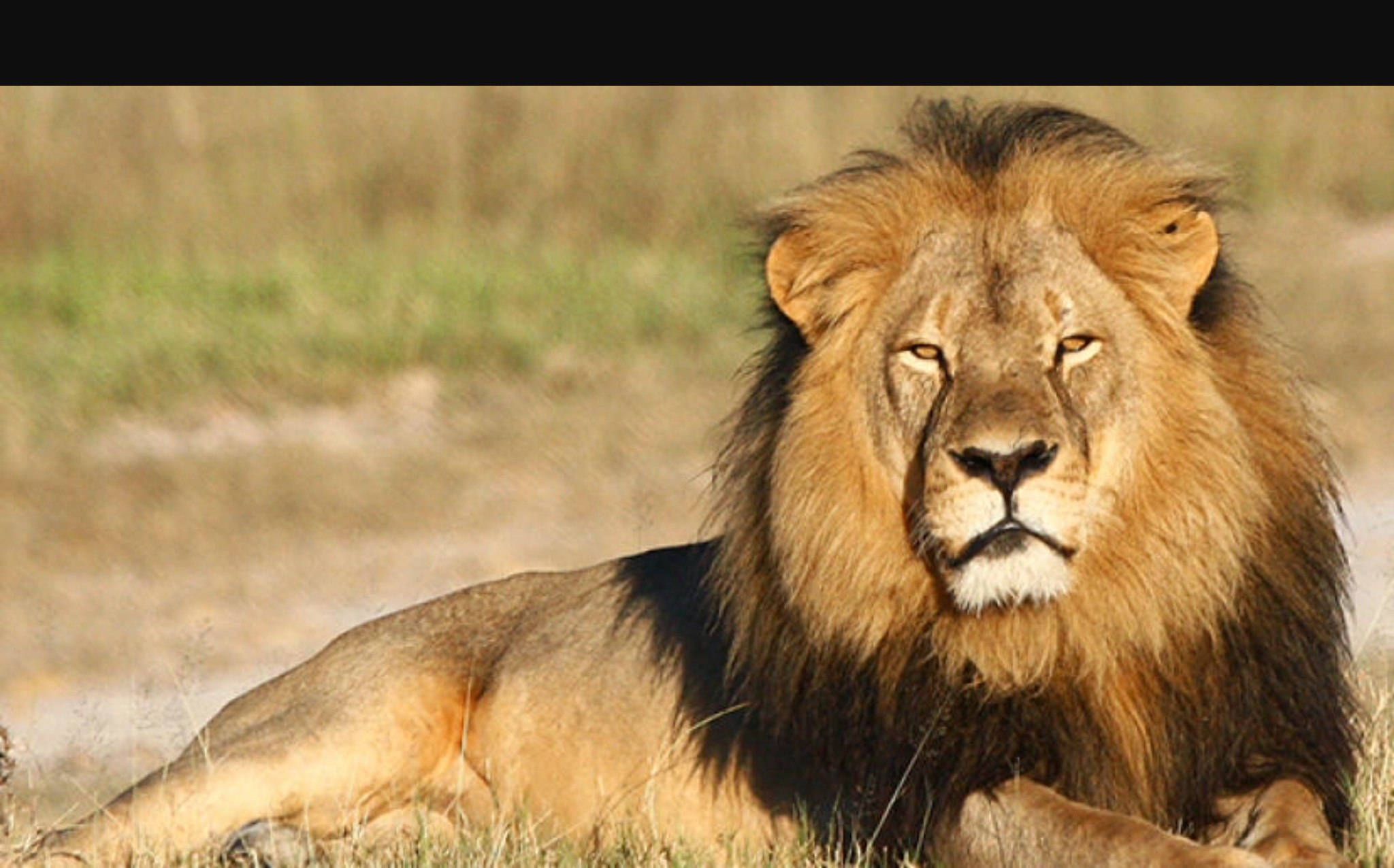 What animal are you