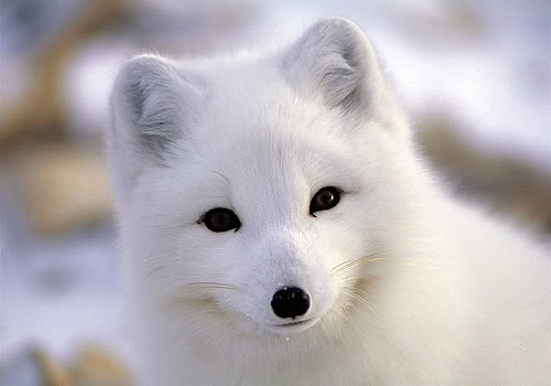 What is your Favorite Animal