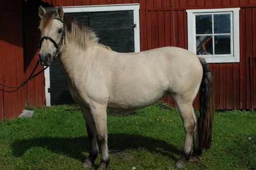 Hästar