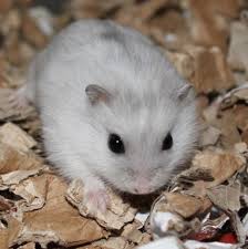 Är du redo dör en hamster