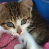 The cat quiz