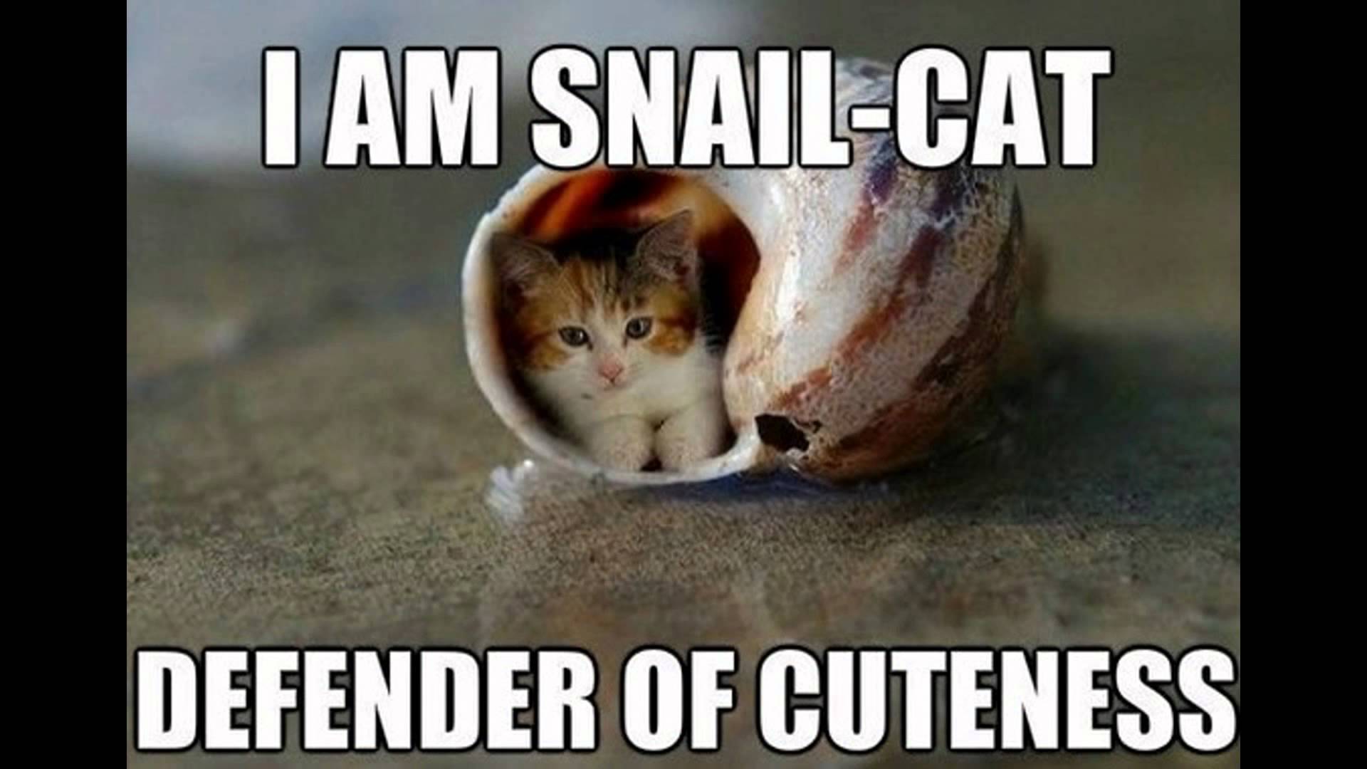 Warrior cats