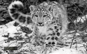 Big Cat Quiz