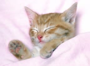 What would you do if you see a kitten