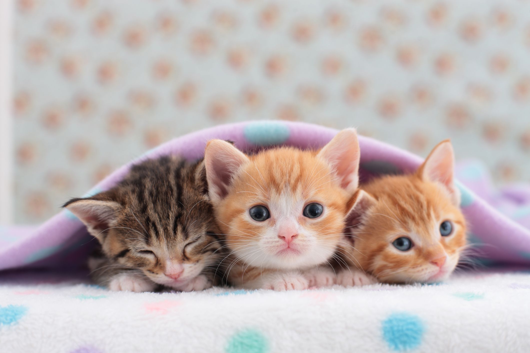 Are you a cat or dog person?