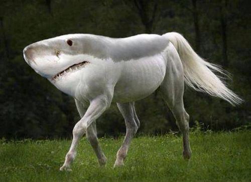 caaaaalla