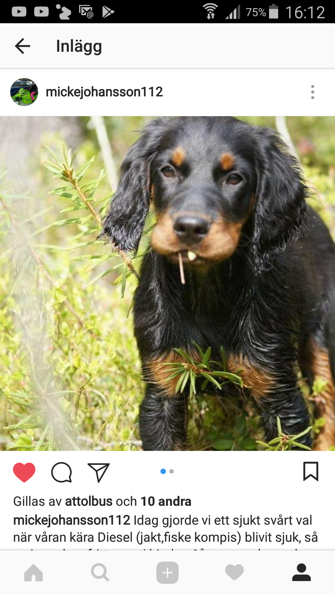 Lär dig saker om katter