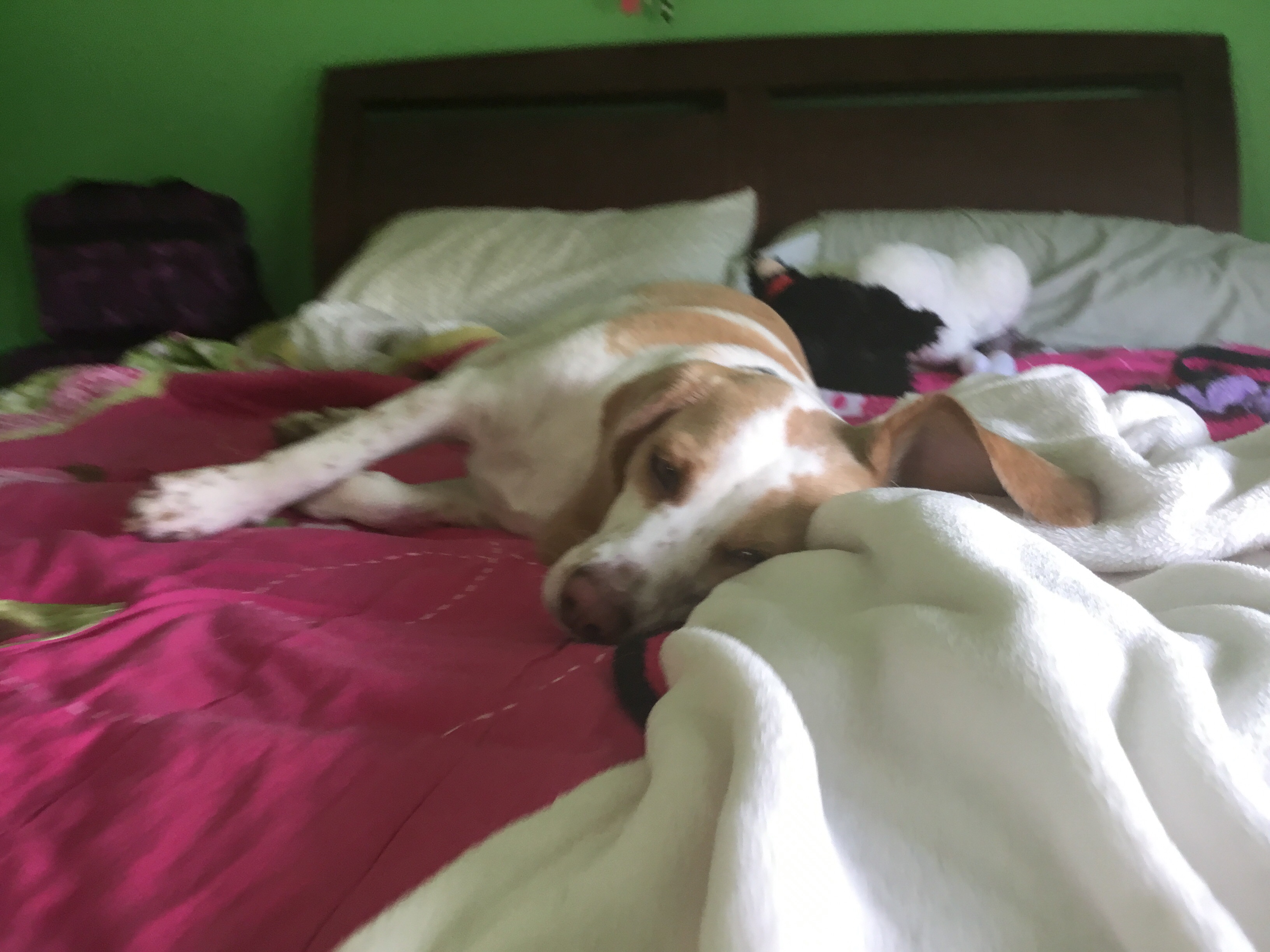 Are You A Dog Person?