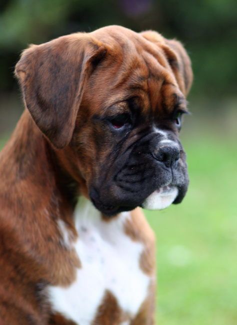vad kan du om hundrasen boxer
