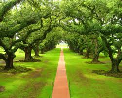 Forestry and Timber
