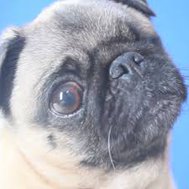 How well do you know Puga?