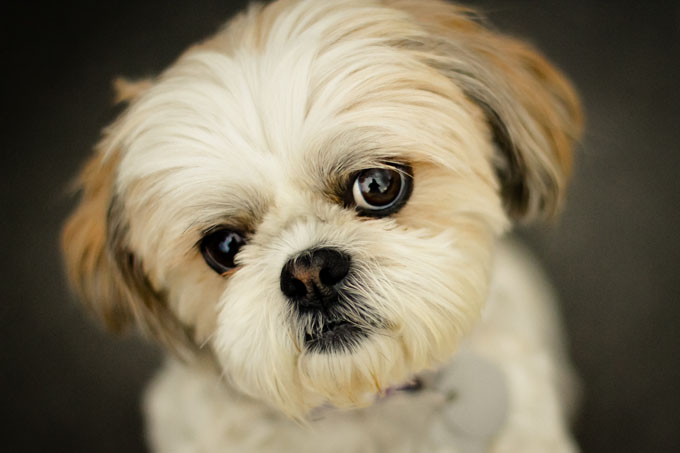 Are you a Dog or a Cat?