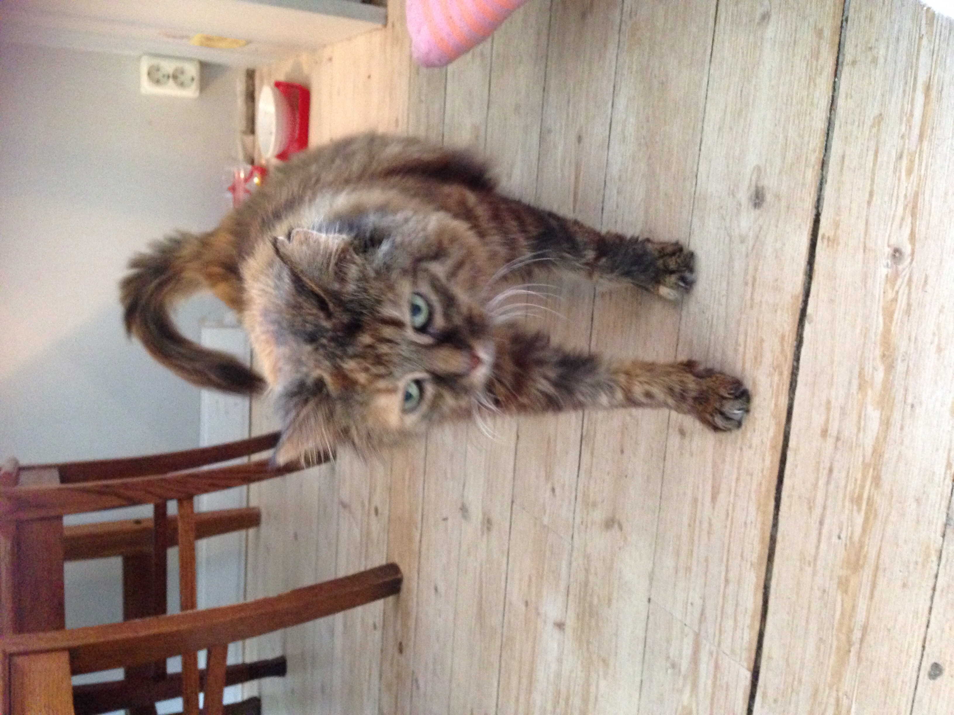 Katter