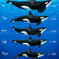 what Shamu are u loro parque