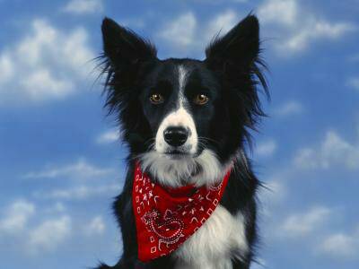 How well do u know dogs/puppies