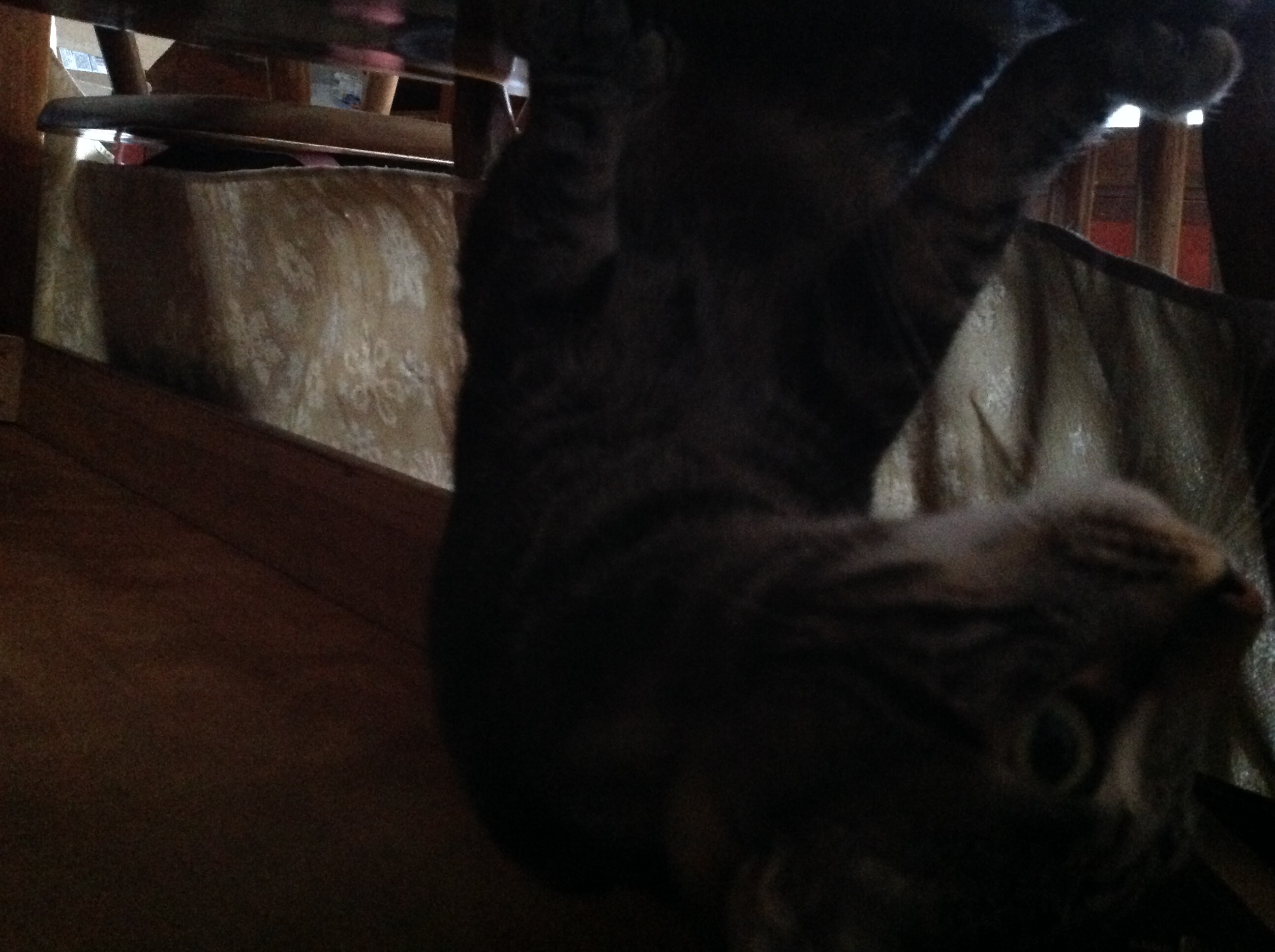 How well do u know my cat named Charlie